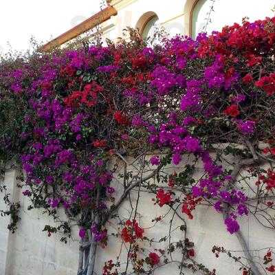 La Parrilla Grill Marbella