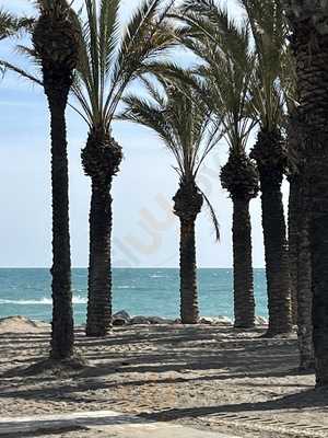 Restaurante Playa Los Alamos