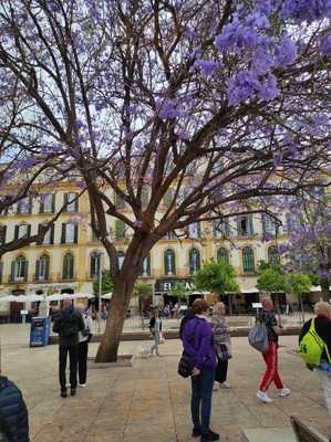 Cafe & Tapas La Plaza