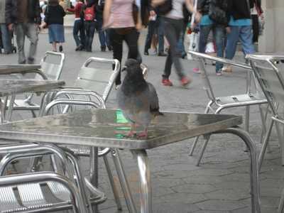 La Baguetina Catalana