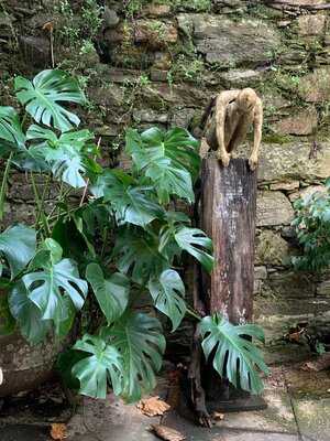 Cafe-jardin Costa Vella