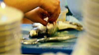 La Cullera Mediterrània