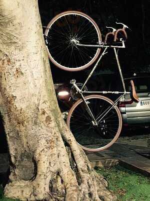 Cantina Blue Chihuahua