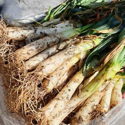 El Jardí De Can Figueres