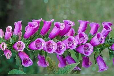 Restaurante La Alistana