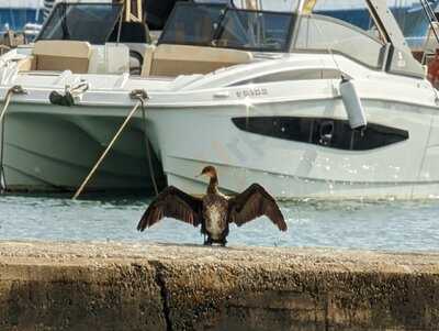 Bella Napoli Ibiza Restaurant
