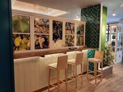 Encina Blanca De Alburquerque