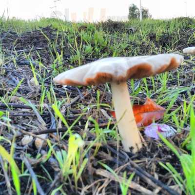 Restaurante Barlovento