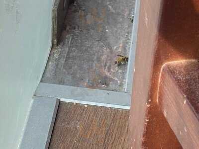 La Tagliatella Ramassar, Granollers