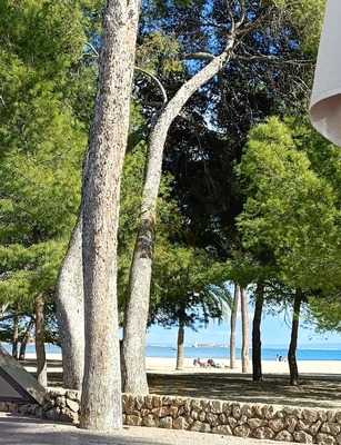 Paradise Beach Palmanova