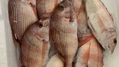 Kiosko Los 12 Hijos De Juan I Y Ii