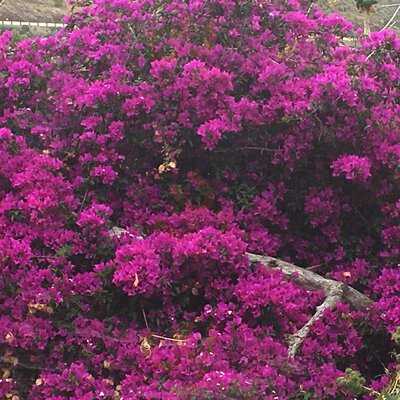El Tunel Santa Cruz De Tenerife