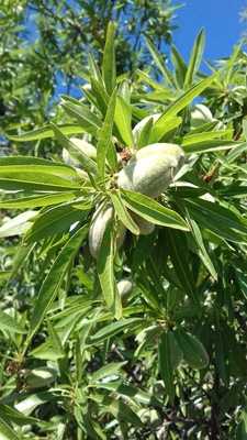 Restaurant Bar Can Soleret