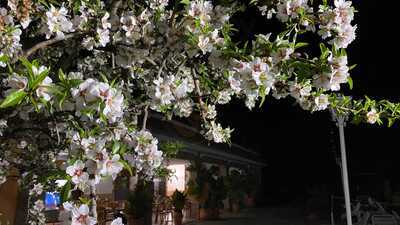 Los Almendros Restaurante