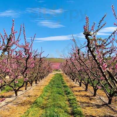 Punt Estrella Dalmau