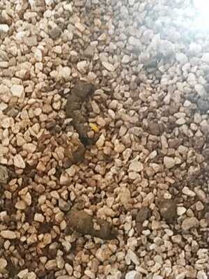 Guachinche El Pollito