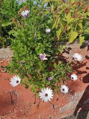 El Lagar De San Antonio