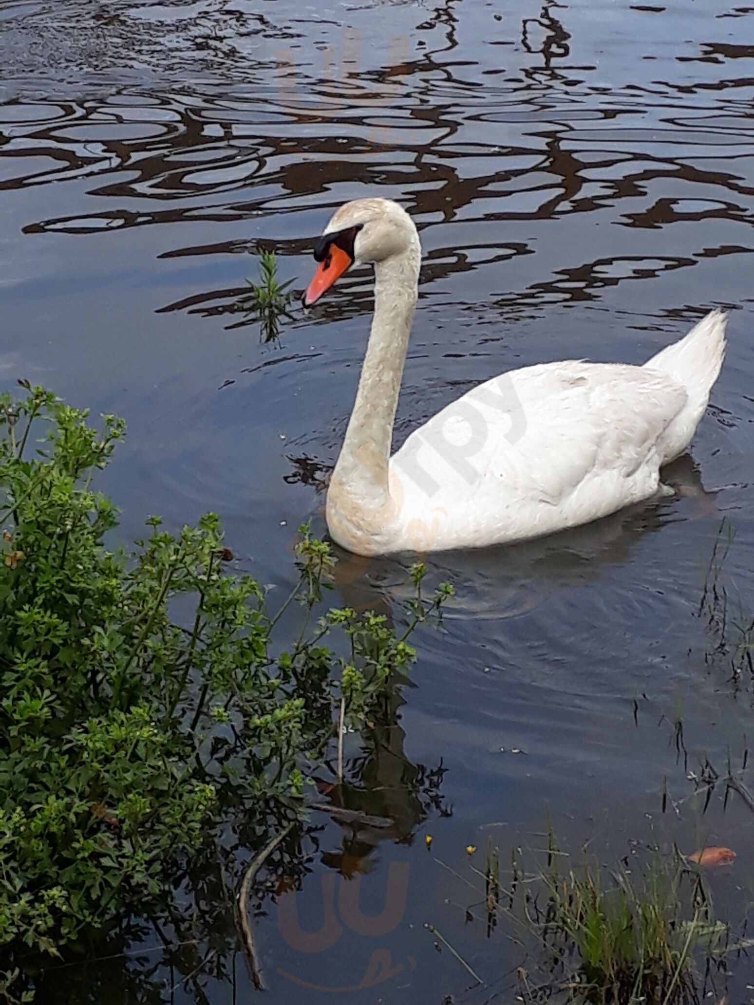 Cafe-bar-meson O Jaiteiro