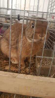 Pizzería Punt De Trobada