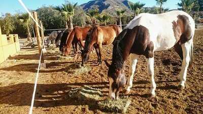 Los Establos Grill Bar