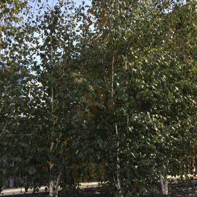 La Tagliatella Sant Just Desvern