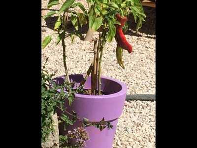 The Secret Garden, La Concordia