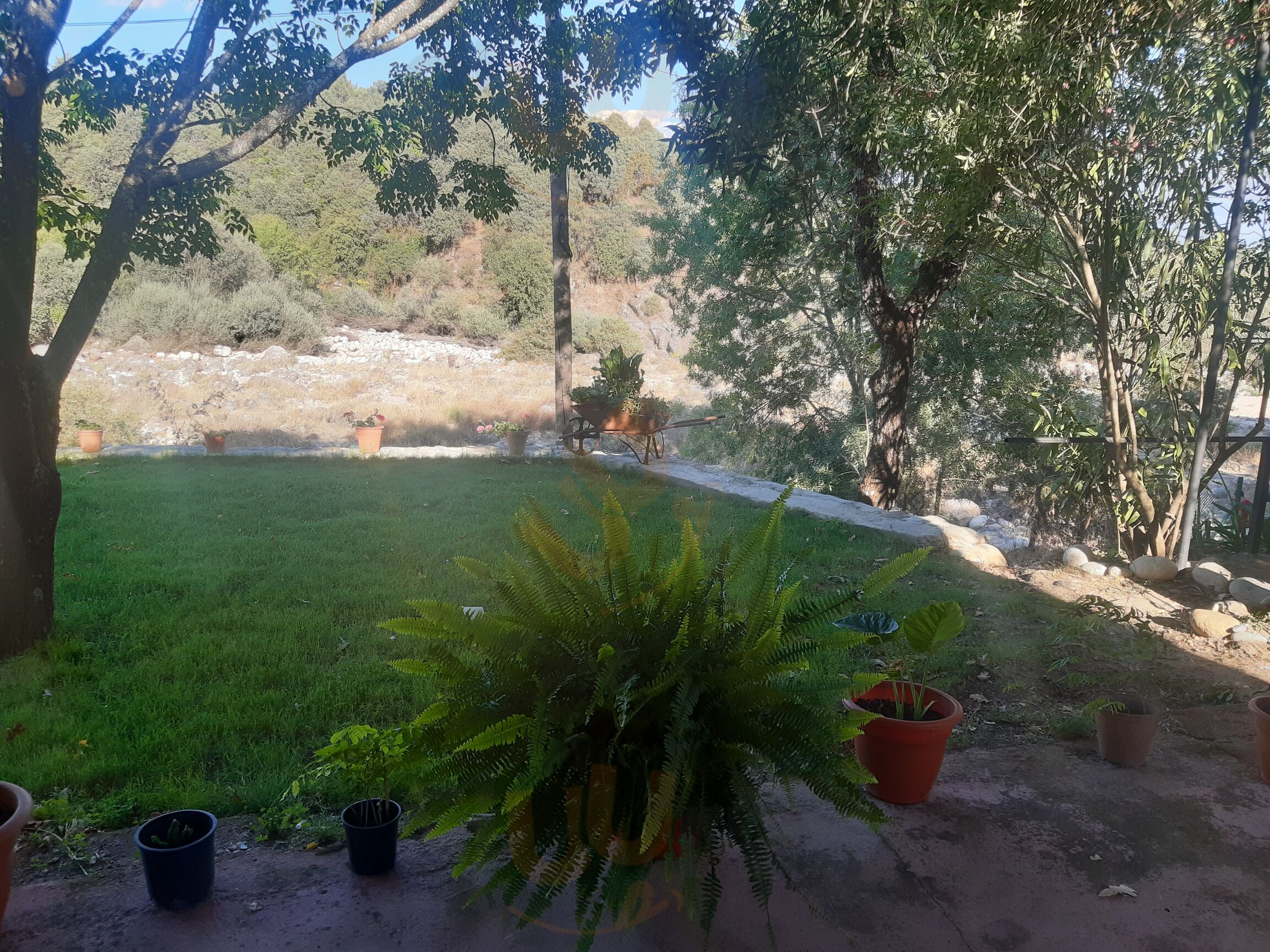 La Paloma
