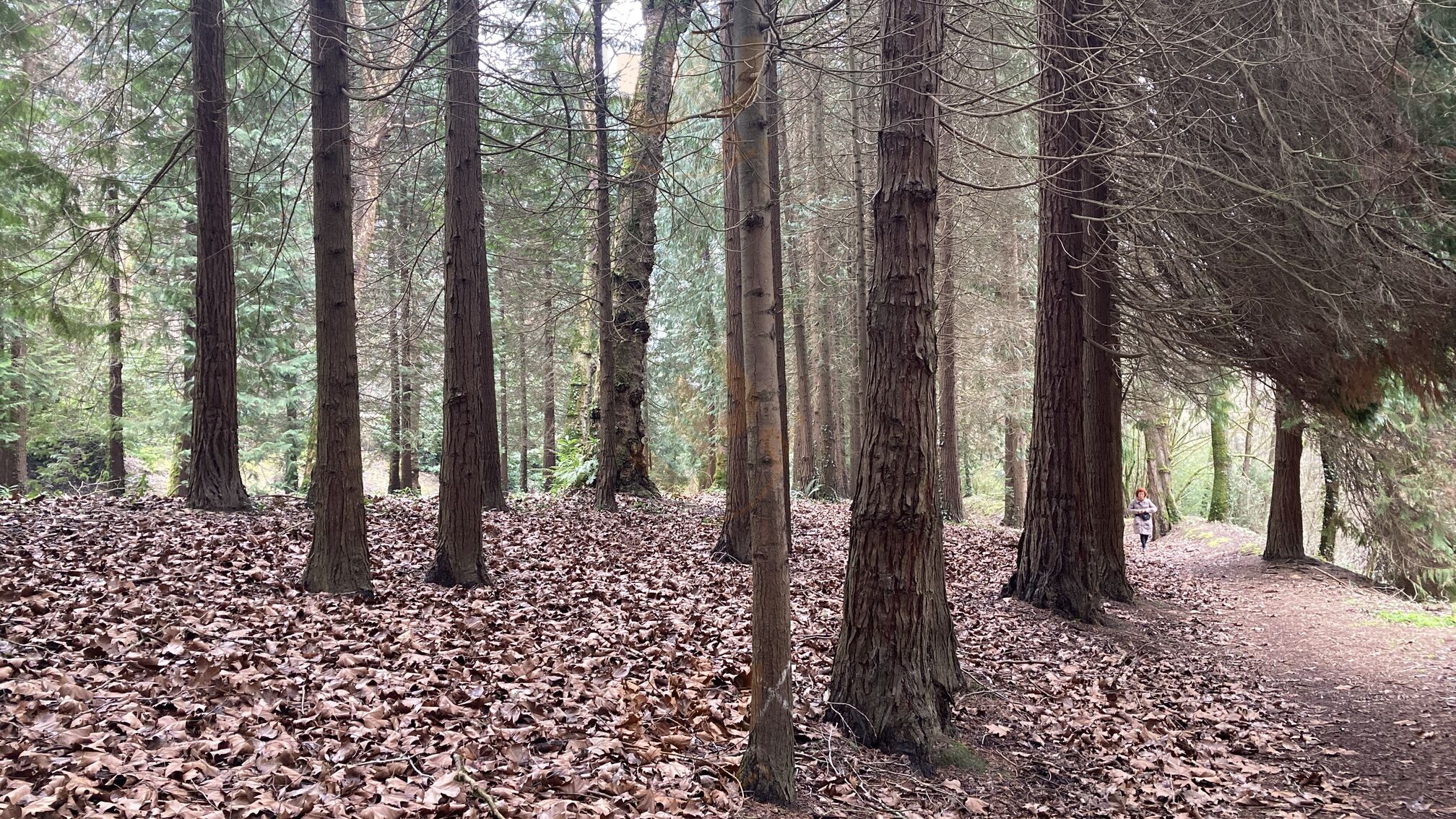 Restaurante Pallottienea