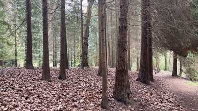 Restaurante Pallottienea