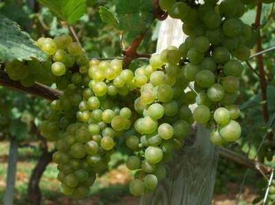 Axpe Sagardotegia-txakolindegia