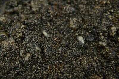 El Pozo De Los Sabores