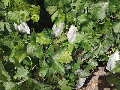 Bodega Lagar De Chasna