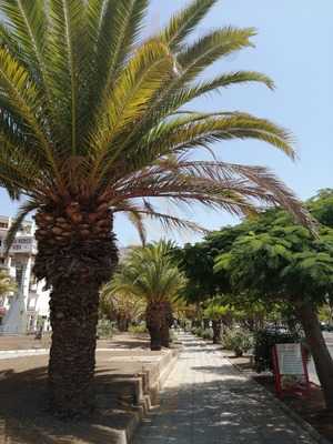 Los Cristianos Apolo