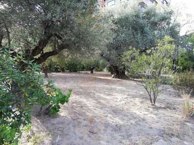 El Olivar De Castillejo