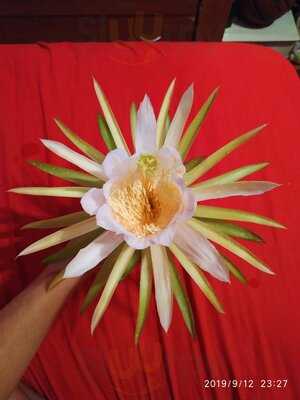 Pomodoro Pizzapastaburritos