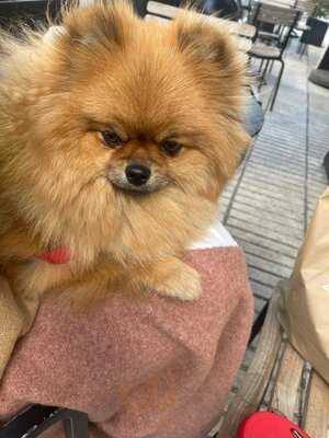 Starbucks Conde De Penalver