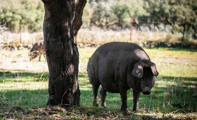 Tiendas De Señorio Padre Damián