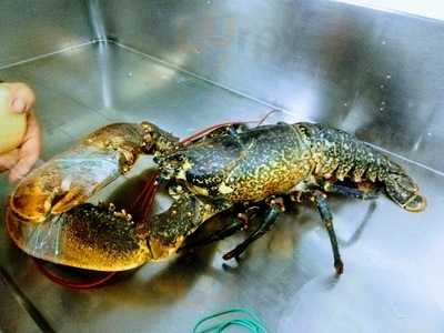 Cervecería Freiduría Germán