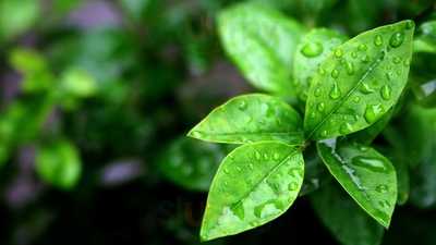 Bar Restaurante Bongo Nancy