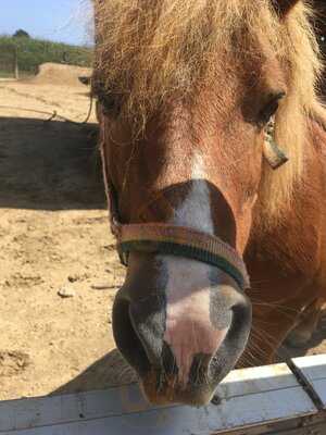 La Granota Del Delta