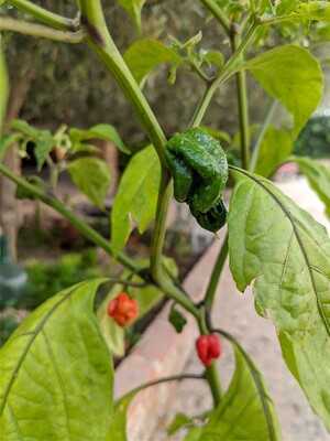 La Mayata Restaurante Ecologico