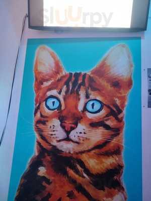 Gato Bar