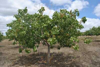 Dulces Del Califa-ronda, Pastelería