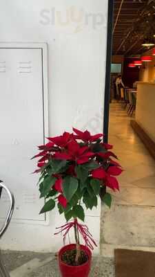 Roneo Bar & Restaurante