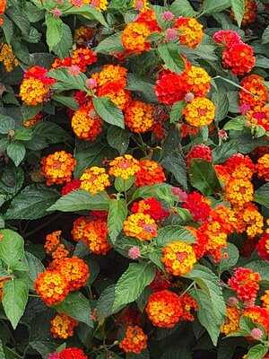 Grand Slam Restaurant