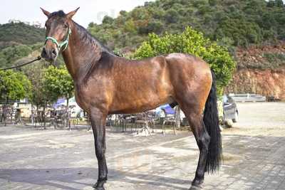 Restaurante Hacienda Montemarina