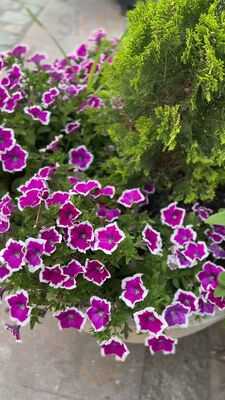 Heladeria Cassata Calpe