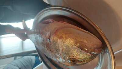 Cellarius Experience