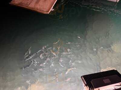 Lanis Grill & Tex Mex Steakhouse