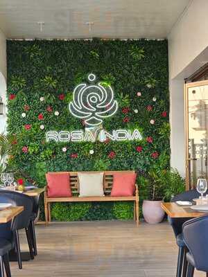 Rosa India